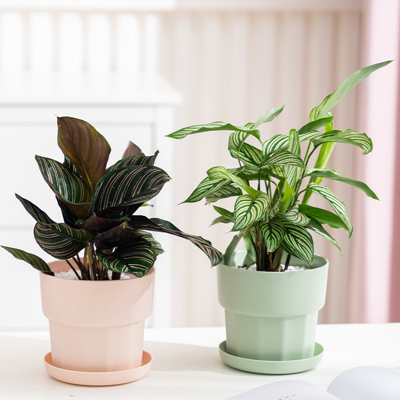 Nordic Minimalist Style Green  - Aloe Vera Pot 评论和价格