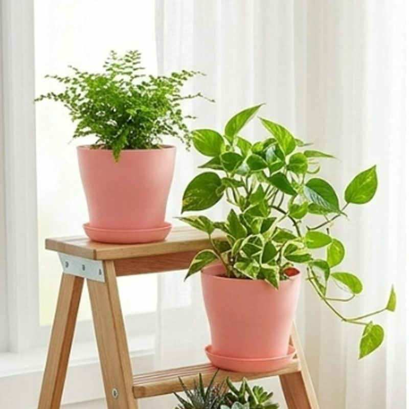 Plant Pot Set with Drainage Ho - Aloe Vera Pot 评论和价格
